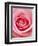 Pink rose-Herbert Kehrer-Framed Photographic Print