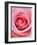 Pink rose-Herbert Kehrer-Framed Photographic Print