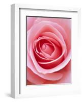 Pink rose-Herbert Kehrer-Framed Photographic Print