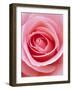 Pink rose-Herbert Kehrer-Framed Photographic Print