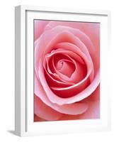 Pink rose-Herbert Kehrer-Framed Photographic Print