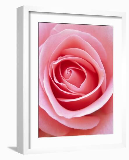 Pink rose-Herbert Kehrer-Framed Photographic Print