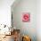 Pink rose-Herbert Kehrer-Mounted Photographic Print displayed on a wall