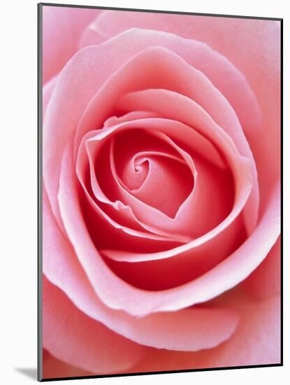 Pink rose-Herbert Kehrer-Mounted Photographic Print