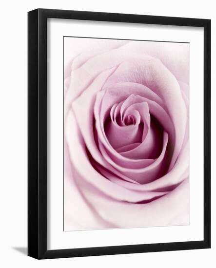 Pink Rose-Joy Atkinson-Framed Photographic Print