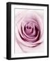 Pink Rose-Joy Atkinson-Framed Photographic Print