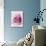 Pink Rose-Joy Atkinson-Photographic Print displayed on a wall