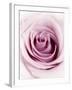 Pink Rose-Joy Atkinson-Framed Photographic Print