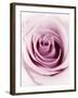 Pink Rose-Joy Atkinson-Framed Photographic Print