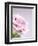 Pink Rose-Joy Atkinson-Framed Photographic Print