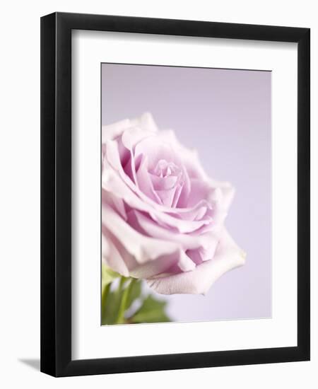 Pink Rose-Joy Atkinson-Framed Photographic Print