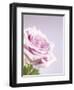 Pink Rose-Joy Atkinson-Framed Photographic Print