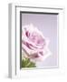 Pink Rose-Joy Atkinson-Framed Photographic Print