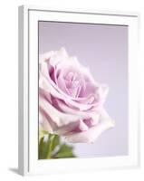 Pink Rose-Joy Atkinson-Framed Photographic Print