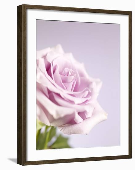 Pink Rose-Joy Atkinson-Framed Photographic Print