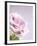 Pink Rose-Joy Atkinson-Framed Photographic Print