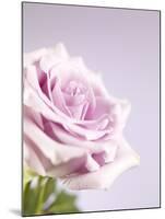 Pink Rose-Joy Atkinson-Mounted Photographic Print