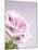 Pink Rose-Joy Atkinson-Mounted Photographic Print