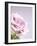 Pink Rose-Joy Atkinson-Framed Photographic Print