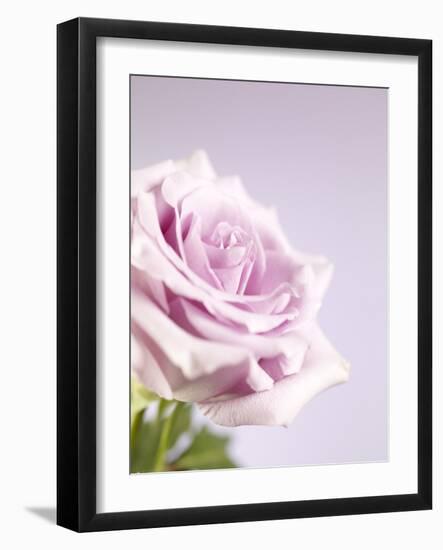 Pink Rose-Joy Atkinson-Framed Photographic Print