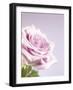 Pink Rose-Joy Atkinson-Framed Photographic Print