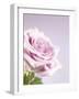 Pink Rose-Joy Atkinson-Framed Photographic Print