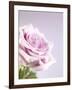 Pink Rose-Joy Atkinson-Framed Photographic Print