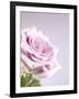 Pink Rose-Joy Atkinson-Framed Photographic Print