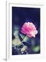 Pink Rose-Carolina Hernández-Framed Photographic Print