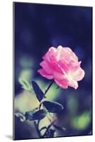 Pink Rose-Carolina Hernández-Mounted Photographic Print