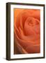 Pink Rose-null-Framed Photographic Print