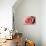 Pink Rose-Erin Berzel-Photographic Print displayed on a wall