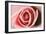 Pink Rose-Erin Berzel-Framed Photographic Print