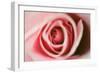 Pink Rose-Erin Berzel-Framed Photographic Print