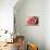 Pink Rose-Erin Berzel-Mounted Photographic Print displayed on a wall