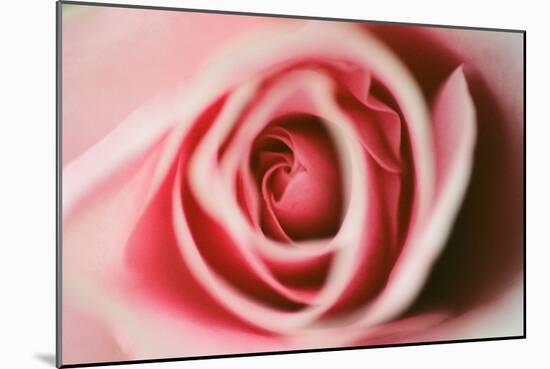 Pink Rose-Erin Berzel-Mounted Photographic Print