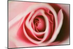 Pink Rose-Erin Berzel-Mounted Photographic Print