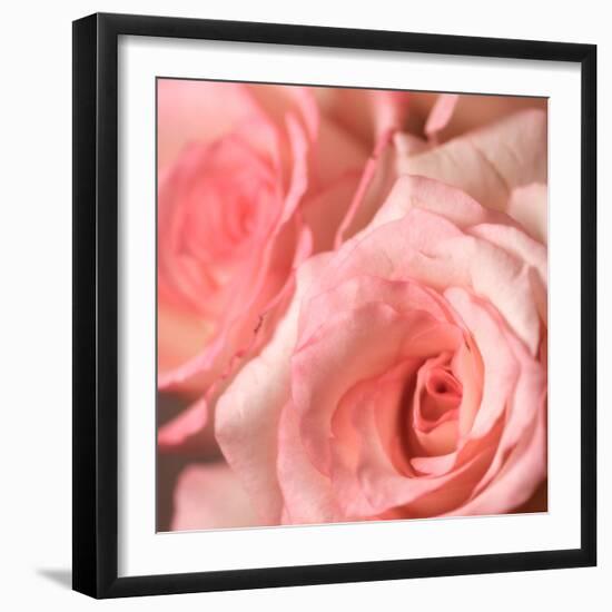 Pink Rose-null-Framed Photographic Print