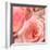 Pink Rose-null-Framed Photographic Print