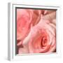 Pink Rose-null-Framed Photographic Print