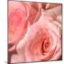 Pink Rose-null-Mounted Photographic Print