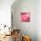 Pink Rose-null-Photographic Print displayed on a wall