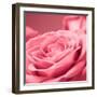 Pink Rose-null-Framed Photographic Print