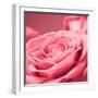 Pink Rose-null-Framed Photographic Print