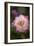 Pink Rose-Karyn Millet-Framed Photographic Print