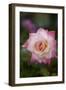 Pink Rose-Karyn Millet-Framed Photographic Print