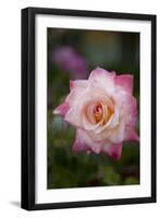 Pink Rose-Karyn Millet-Framed Photographic Print