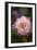 Pink Rose-Karyn Millet-Framed Photographic Print