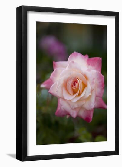Pink Rose-Karyn Millet-Framed Photographic Print