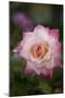 Pink Rose-Karyn Millet-Mounted Photographic Print